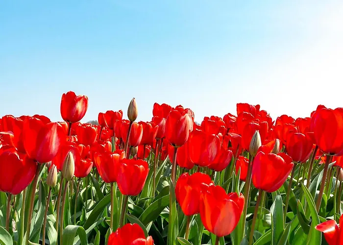 Apartment In Near The Julianadorp